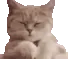 PS_CatVibing