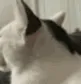 PS_CatWhatDidYouSay2