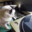 PS_CatDJ