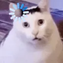 PS_CatHuhConfused