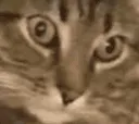 PS_CatFlashbacks