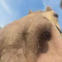 horsey_investigation