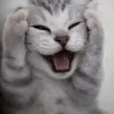 Gatomeme