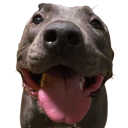 d_sillydog Discord emoji