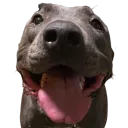 d_sillydog