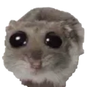 Hamu6