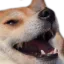 HAHA Discord sticker - '' ₊🌷⁺ Ask To DM ❥ Egirls ❥ Nitro ❥ Make Friends ❥ Guilds Tags ❥ Hangout ❥ Ask2DM ❥ Sfw ❥ Non Dating