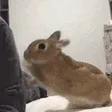 akamep4Conejo