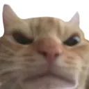 Zly_kotek