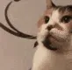 angrycat