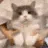 catdancing