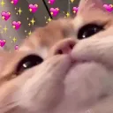 cat_blushs