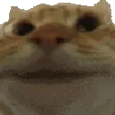 cat_yes