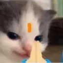 gurri_namaste