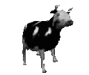 Dancing_cow_animated