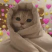 shaan_cute_cat