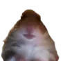 hamster_staring