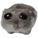 SadHamster