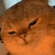 catyapapa