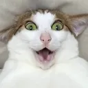 ScaredBao
