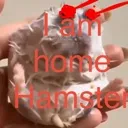 homehamster