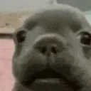 pup
