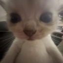 d_brownsillykitty Discord emoji