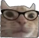 nerdy_cat