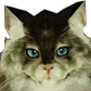 shalquoir Discord emoji