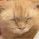cat_moocs Discord emoji
