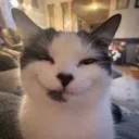 catsmug