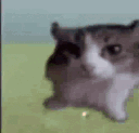 catfuckingdies animated GIF emoji | yoniland ₓ˚ 🍃 ୭