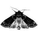 19987gothmoth