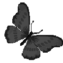 51165blackbutterfly