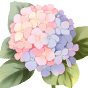 Hydrangea