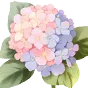 :Hydrangea: