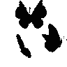 black_butterflies