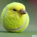 birb