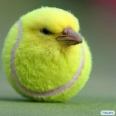 birb Discord Emoji - Friends hub | سەنتەری هاوڕێیان