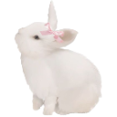 A white rabbit wearing a small pink bow on its head.