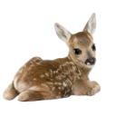:fawn: