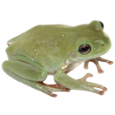 :frog: