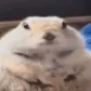 chonk