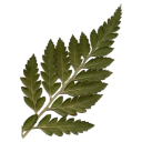 :leaf: