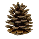 A brown pinecone centered against a dark background.