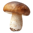 Mushroom with a brown cap and white stem centered on a dark background.