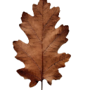 A dry brown oak leaf centered against a dark background.
