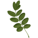 :green_leaf: