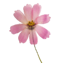 :pink_flower: