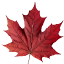 Red maple leaf with detailed veins isolated on a dark background.